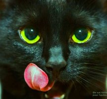 Кошки. Мистические фото