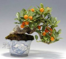 ЛГБТ?(философские раздумья on)
У бонсаи жизнь нелегкая, но всё как надо - при случае, размножаются семенами...