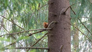 Попалась мне в этом парке