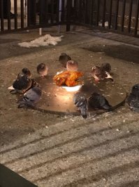 Фотоподборка за 16.12.2016