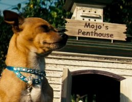 Это неловкое чувство, когда питомцы живут круче людей