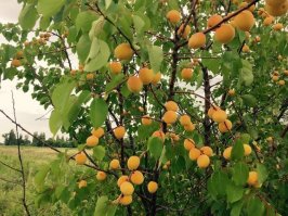 Это абрикос