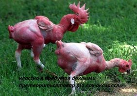 Жизнь петушиная