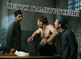 Жизнь петушиная