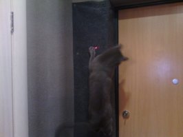 Вот наилучшая когтеточка. Прикрепить кусок ковролина на угол дверного проёма на входе. И вуаля. Если ещё скомбинировать с лазерной указкой, то можно загонять котэ очень быстро.