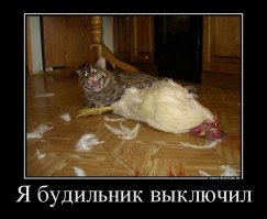 Жизнь петушиная