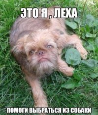Смешные и странные костюмы животных