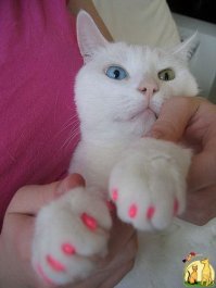 а мой модник в таких гоняет, правда хватает недели на 2, но зато креативно, смешно и нарядно