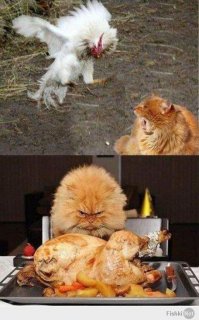 Жизнь петушиная