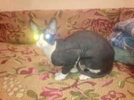 Смешные и странные костюмы животных