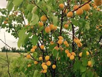 Автор напартачил чего-то.