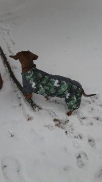 Недавно своему мерзляку купил комбез зимний