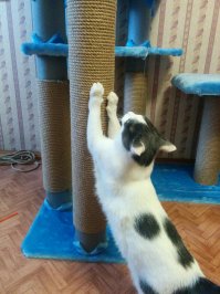 Пользуется по полной. И когти точит и спит :)
Правда очень громоздская штука получилась, буду строить более компактный вариант.