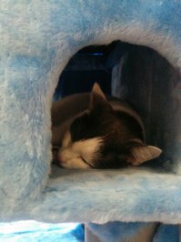 Пользуется по полной. И когти точит и спит :)
Правда очень громоздская штука получилась, буду строить более компактный вариант.