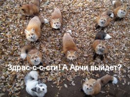Каково это — жить в одной квартире с лисом