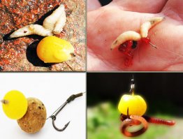 Толстолобики