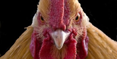 Каково это — жить в одной квартире с лисом