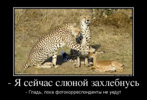 Поразительно! Эти львы похожи на ручных ласковых котят!