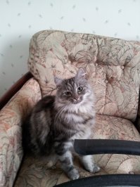 Без кота и жизнь не та