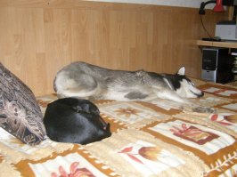 У меня - хаски (живу в частном доме), но от соседей прибегает собакен неизвестной породы, который с нами гуляет, а иногда и живет у нас. Очень милый и ласковый песик, но на улице - это просто "ужас летящий на крыльях ночи"!!! Нападает на все. что шевелится и НИКОГО не боится. Неоднократно был сильно побит и покусан, но  характер не изменился.