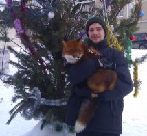 Каково это — жить в одной квартире с лисом