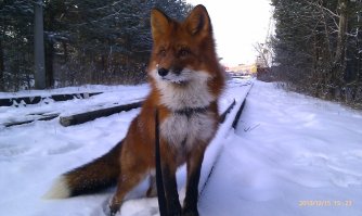 Каково это — жить в одной квартире с лисом