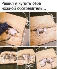 Коты всегда такие коты :)