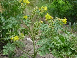 Паслен – сорняк
Часто о паслене говорят, как об опасном сорняке, избавиться от которого очень непросто. Но это утверждение не совсем верно, поскольку сорняком является преимущественно один вид паслена – паслен колючий.