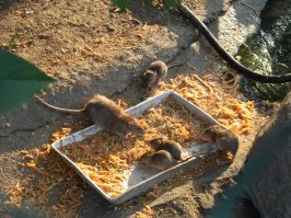 Интересно, а этих, которые во всех клетках, они тоже посчитали.