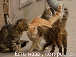 Лучший напарник