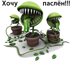 Ягоды и травы