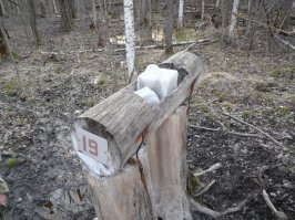 Помогать нужно лосям!