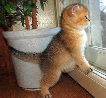 Даже  сосчитать  не  возможно ! Но,  красиво ...