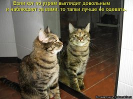 Порция весёлых картинок