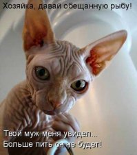 Порция весёлых картинок