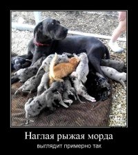 Для начала немного демотиваторов
