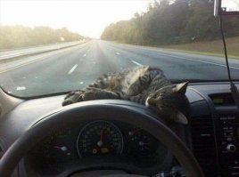 Крошечный котенок, найденный на улице, оказывается не тем, кем казался
