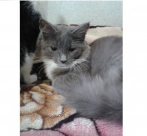 тоже своего кузьмича залью, принесли мокрым дрожащим комочком, кошка 3 дня рычала на 4 приняла как своего даже на молоко рассосал... теперь стреляется от него, кусает нас всех, носится как угарелый и жрет за четверых...