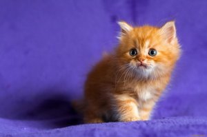 Знакомьтесь, это Фредди, самая большая собака в мире