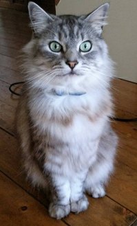 Каждый раз идёт проверка новых пакетов из магазинов...