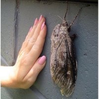 Да нее.... На мотыля лучше пойдет :)