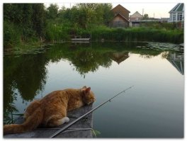 Да-а-а-а-а, кошки они такие ))). Они могут, когда хотят ))).