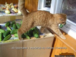 Почему кошки боятся огурцов?
