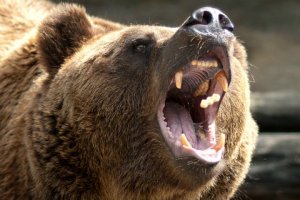 Нужно в России с медведями такое шоу запилить.