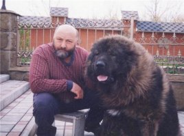 Кобель 3,5 года. рост в холке 1 метр, вес 127 кг. Живет на Украине.