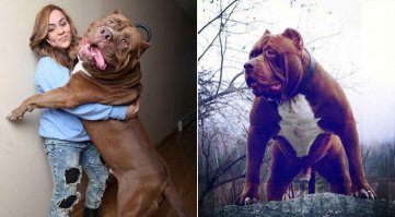 еще в стойке на задних лапах рост девушки где-то 170-175