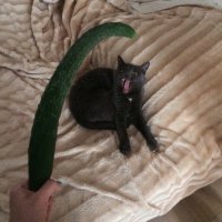 Нашёл только такое.