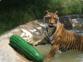 Нашёл только такое.