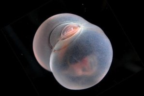 А вот такая хрень не попадалась?