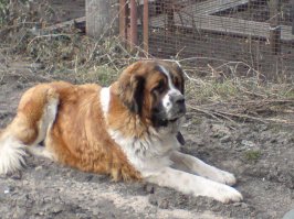 У меня вот такая была    зализвывала досмерти :)